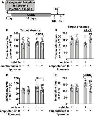 Therapeutic and Prophylactic Effects of Amphotericin B Liposomes on Chronic Social Defeat Stress-Induced Behavioral Abnormalities in Mice